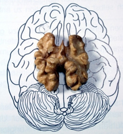 Gehirn-Analogie
